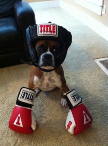 Boxing Bulldog
