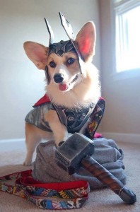 Thorgi