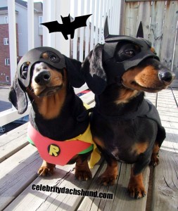 Batdog and Robin