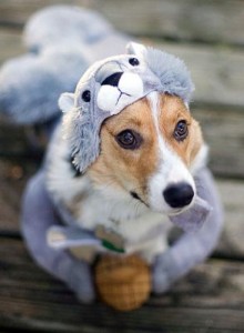 Squirrel Dog