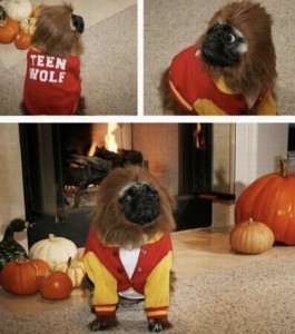 Teen Wolf Pug
