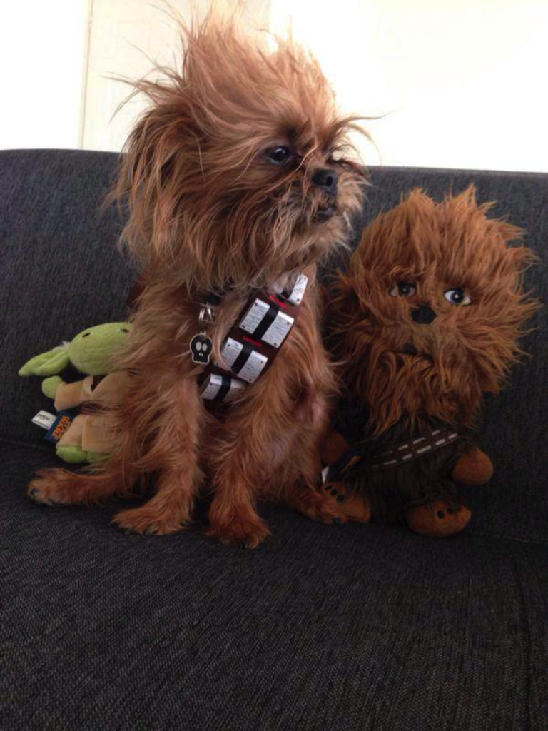 Top 10 Dog Costumes for 2014