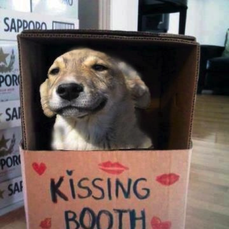 Top 10 Dog Costumes for 2014