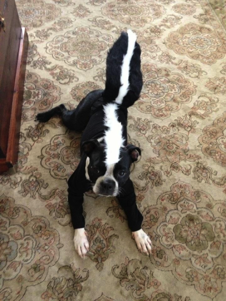 Top 10 Dog Costumes for 2014
