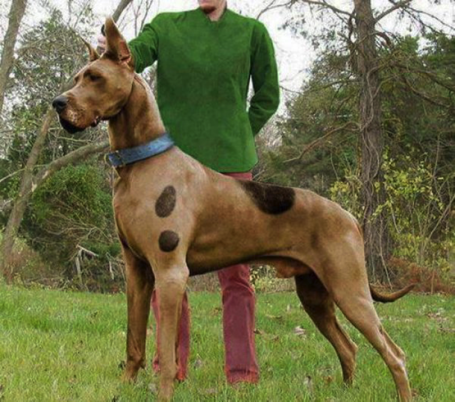 Top 10 Dog Costumes for 2014