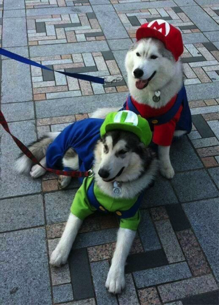 Top 10 Dog Costumes for 2014